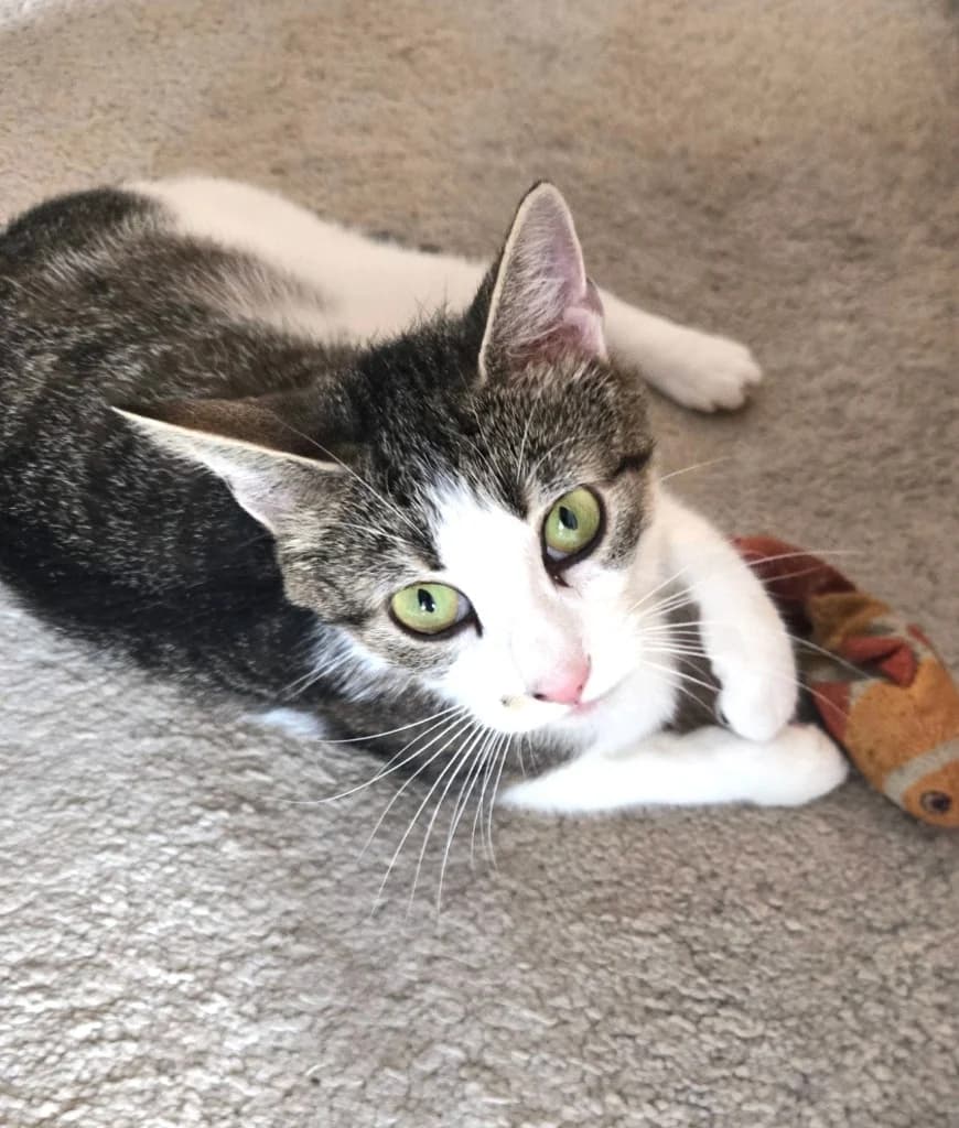 Estella, female young Mixed Breed Cat for adoption at Yorkshire Cat Rescue