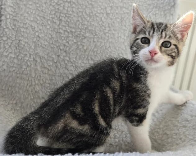 Artemis, male puppy Mixed Breed Cat for adoption at Yorkshire Cat Rescue