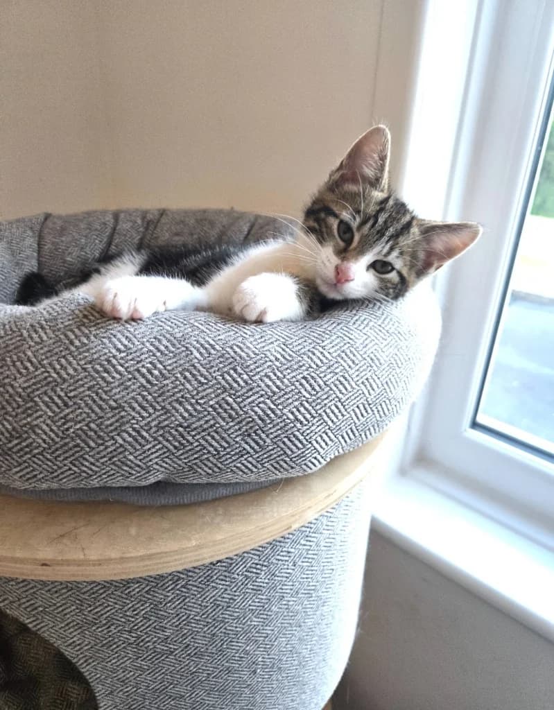 Apollo, female puppy Mixed Breed Cat for adoption at Yorkshire Cat Rescue