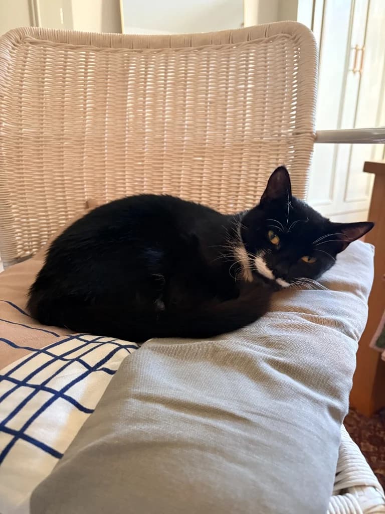 Mimi, female young Mixed Breed Cat for adoption at Yorkshire Cat Rescue