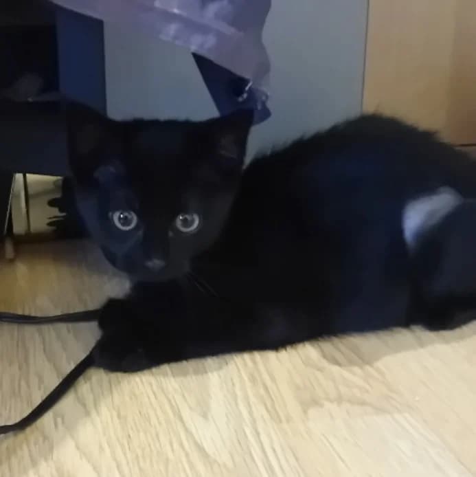 Chip, female puppy Mixed Breed Cat for adoption at Yorkshire Cat Rescue