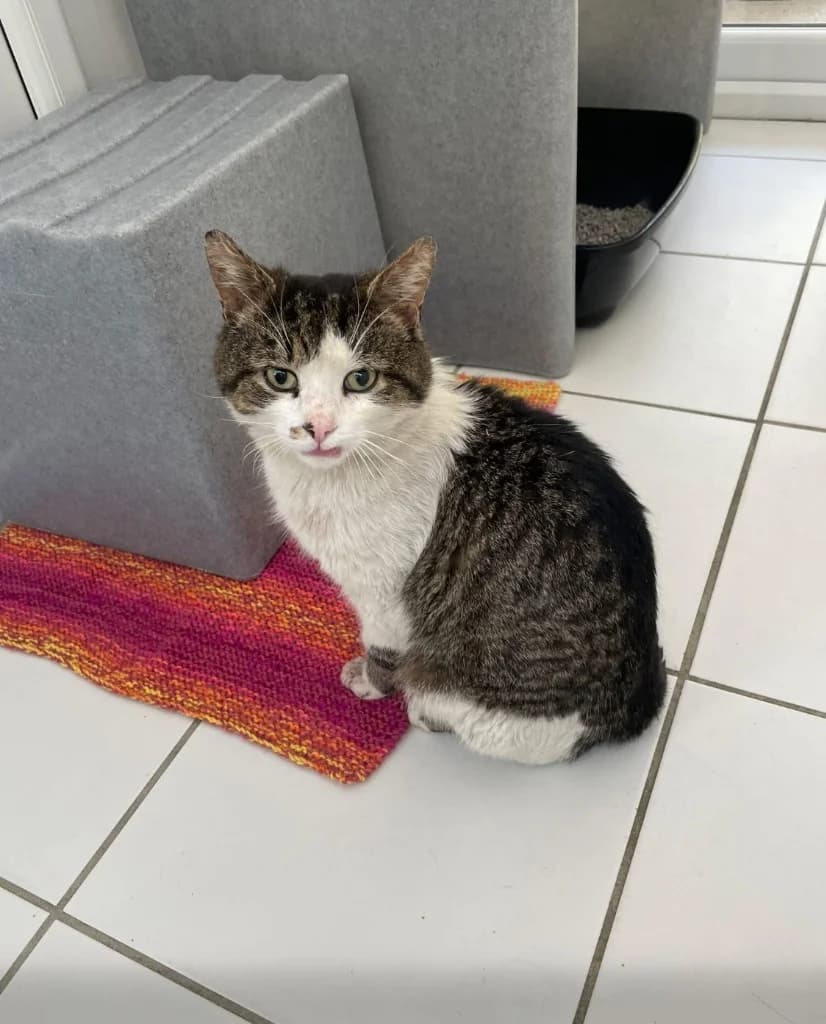 Tommy, male 3yo Mixed Breed Cat for adoption at Yorkshire Cat Rescue