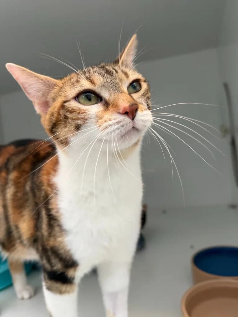 Millie, female young Mixed Breed Cat for adoption at Yorkshire Cat Rescue