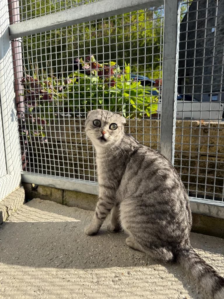 Scottie, male young Scottish Fold for adoption at Yorkshire Cat Rescue