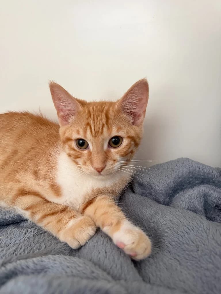 Willie, male puppy Mixed Breed Cat for adoption at Yorkshire Cat Rescue