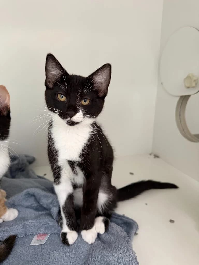 Tillie, female puppy Mixed Breed Cat for adoption at Yorkshire Cat Rescue