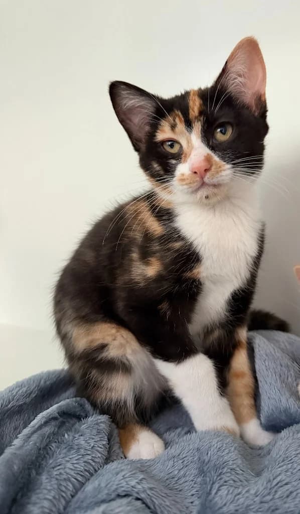 Billie, female puppy Mixed Breed Cat for adoption at Yorkshire Cat Rescue