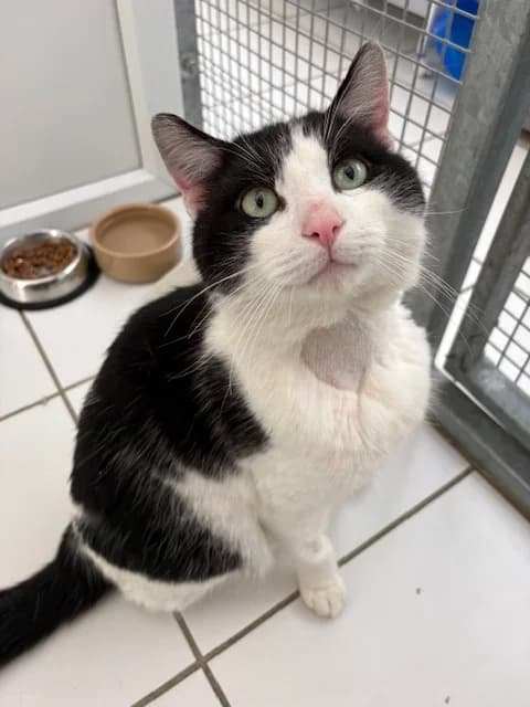 BB, male 4yo Mixed Breed Cat for adoption at Yorkshire Cat Rescue