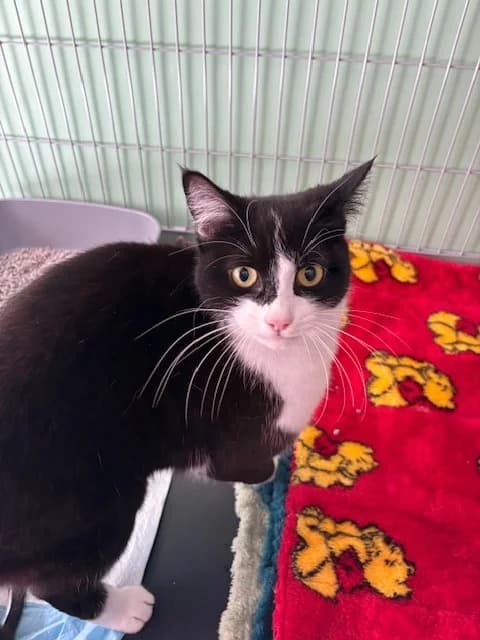 Casper, male young Mixed Breed Cat for adoption at Yorkshire Cat Rescue