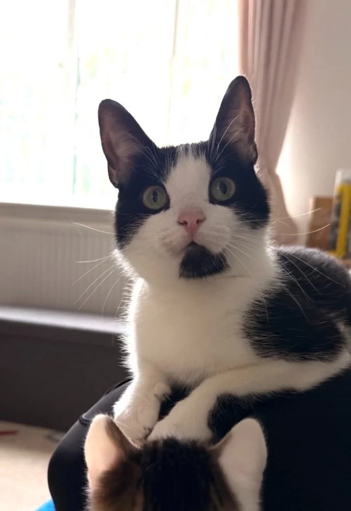 Lady Milo, Mixed Breed Cat (Yorkshire Cat Rescue)