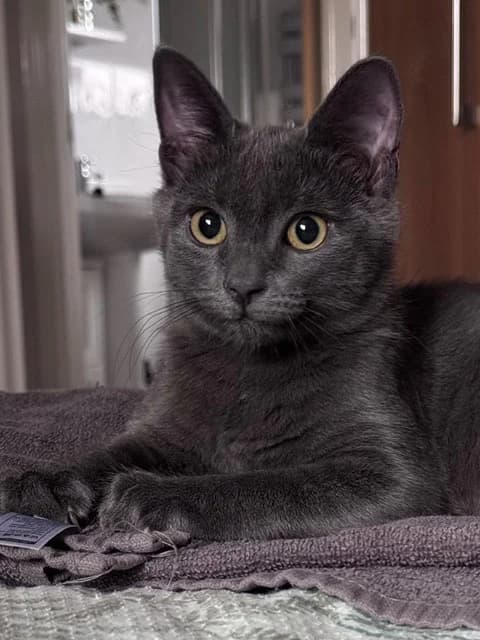 Zeke, male puppy Mixed Breed Cat for adoption at Yorkshire Cat Rescue