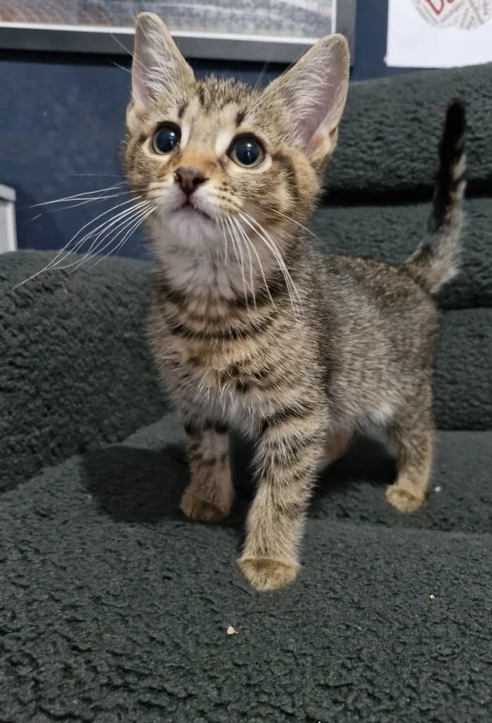 Revali, male puppy Mixed Breed Cat for adoption at Yorkshire Cat Rescue