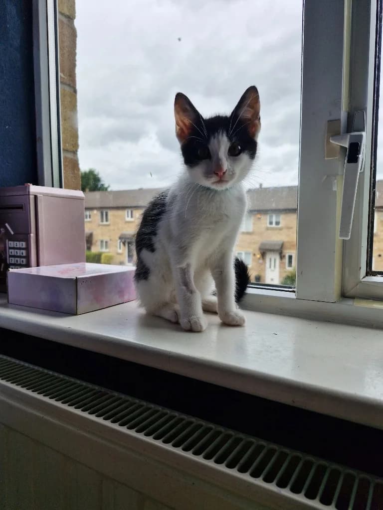 Hestu, male puppy Mixed Breed Cat for adoption at Yorkshire Cat Rescue