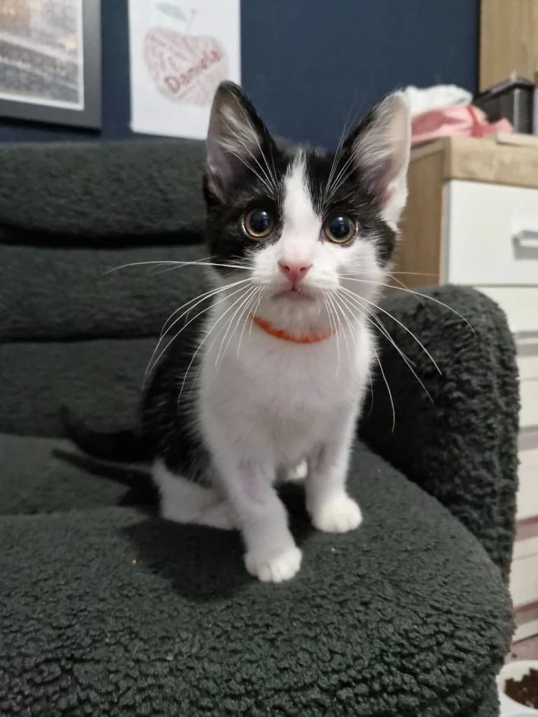 Link, male puppy Mixed Breed Cat for adoption at Yorkshire Cat Rescue