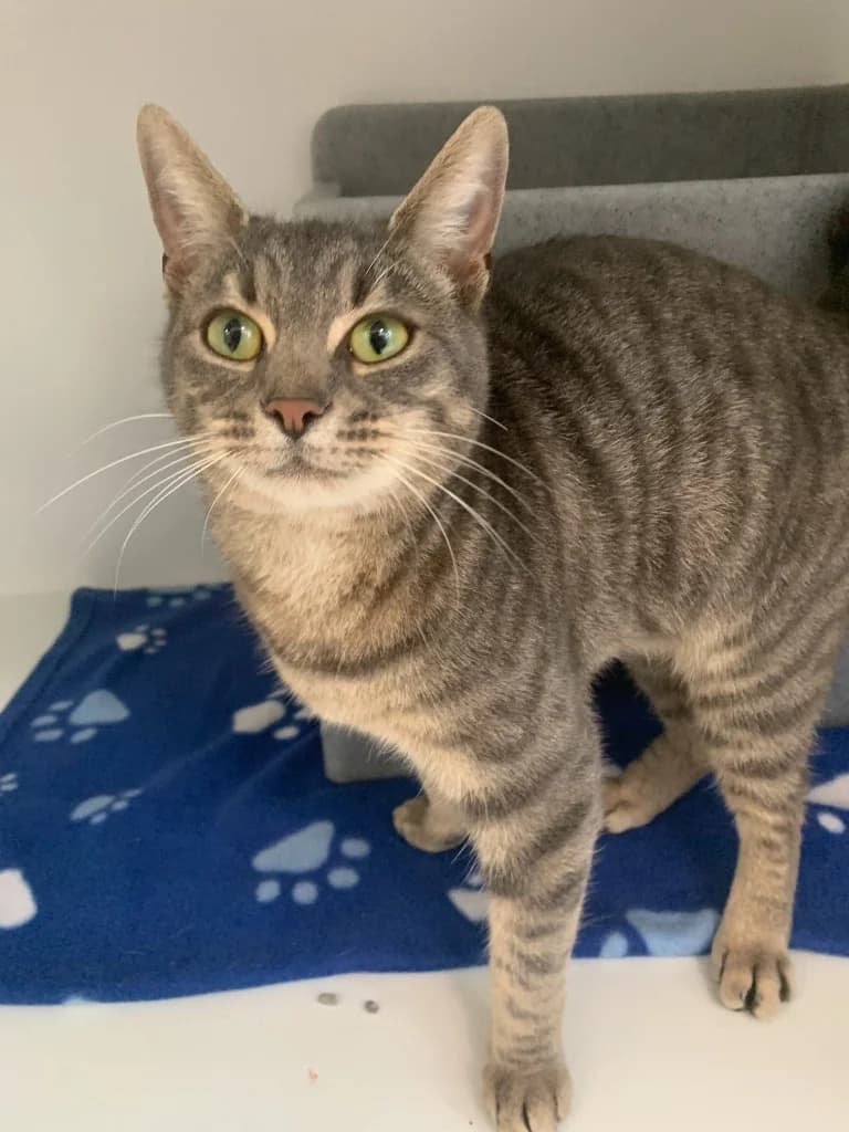 Winter, female young Mixed Breed Cat for adoption at Yorkshire Cat Rescue