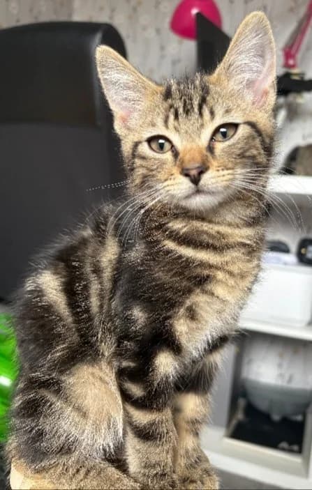 Captain, male puppy Mixed Breed Cat for adoption at Yorkshire Cat Rescue