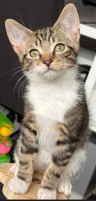 Flash, male puppy Mixed Breed Cat for adoption at Yorkshire Cat Rescue