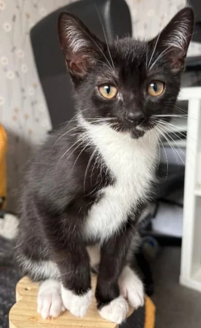 Thor, male puppy Mixed Breed Cat for adoption at Yorkshire Cat Rescue