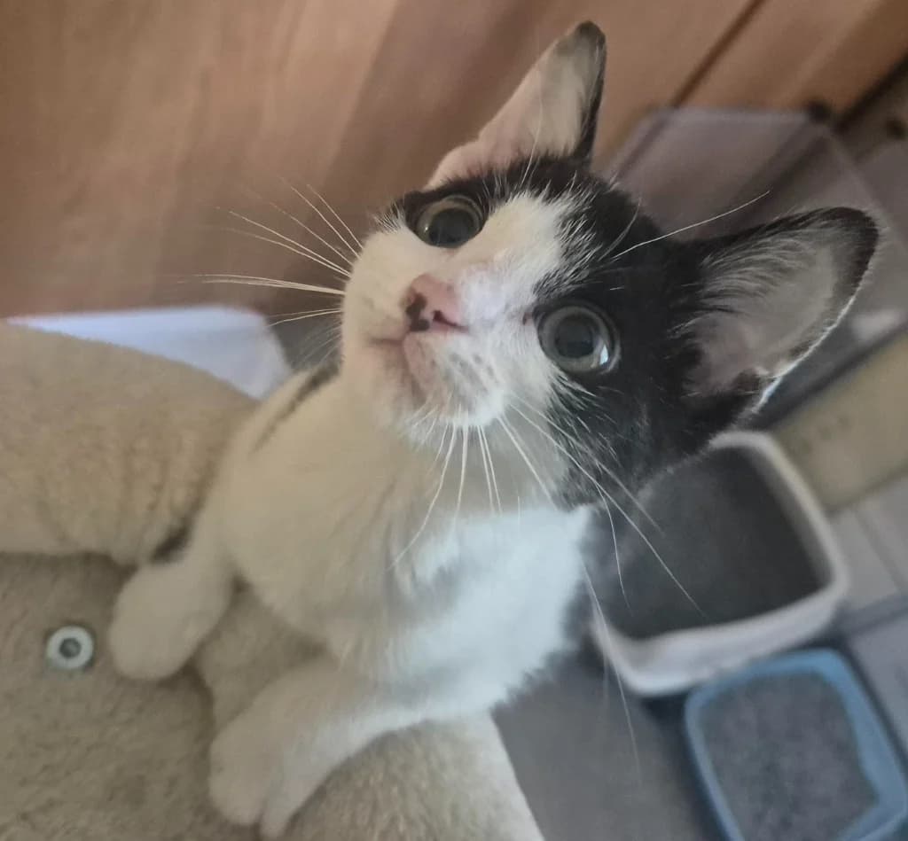 Annie, female puppy Mixed Breed Cat for adoption at Yorkshire Cat Rescue