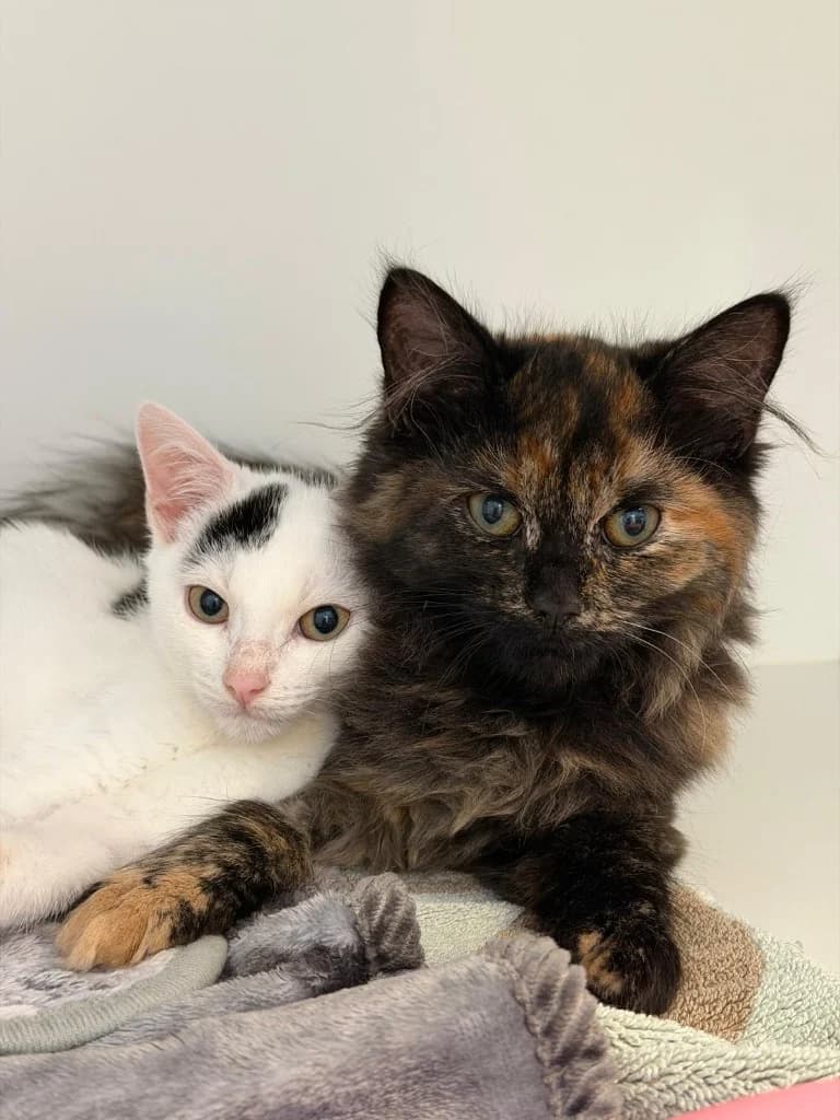 Reggie & Choccy, male puppy Mixed Breed Cat for adoption at Yorkshire Cat Rescue