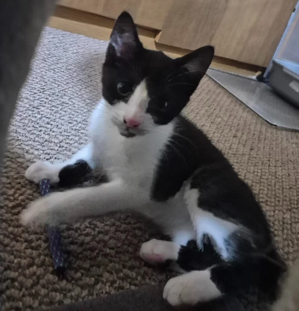 Hughie, male puppy Mixed Breed Cat for adoption at Yorkshire Cat Rescue