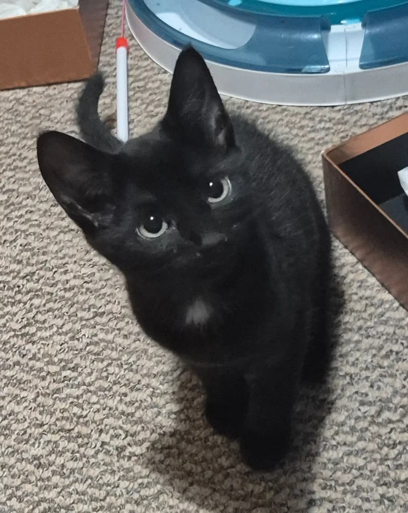 Maeve, female puppy Mixed Breed Cat for adoption at Yorkshire Cat Rescue