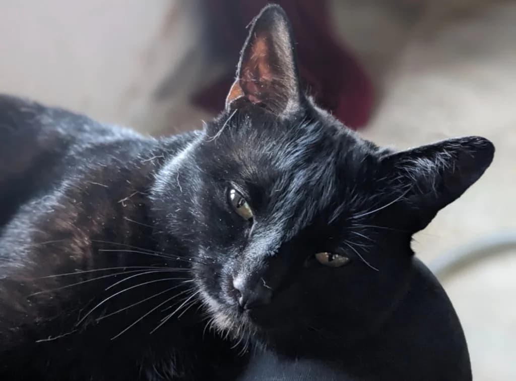 Bandit, male young Mixed Breed Cat for adoption at Yorkshire Cat Rescue