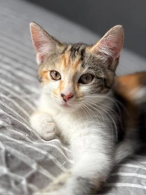 Josephine, Mixed Breed Cat (Yorkshire Cat Rescue)