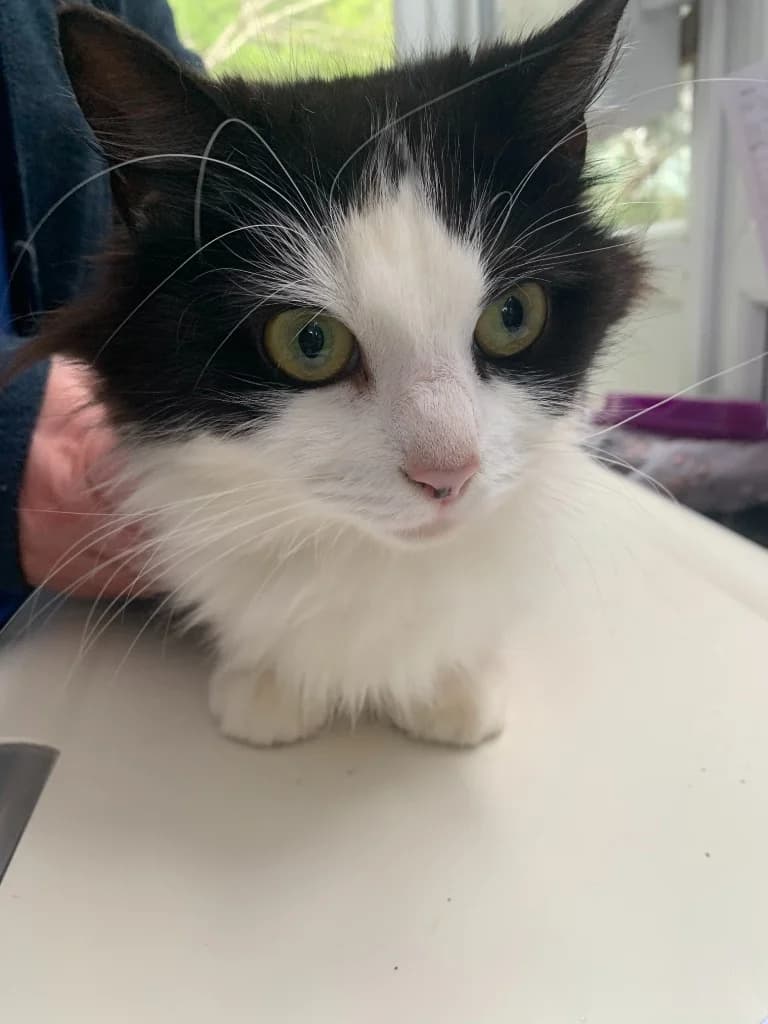 Carey, female young mixed breed for adoption at Yorkshire Cat Rescue
