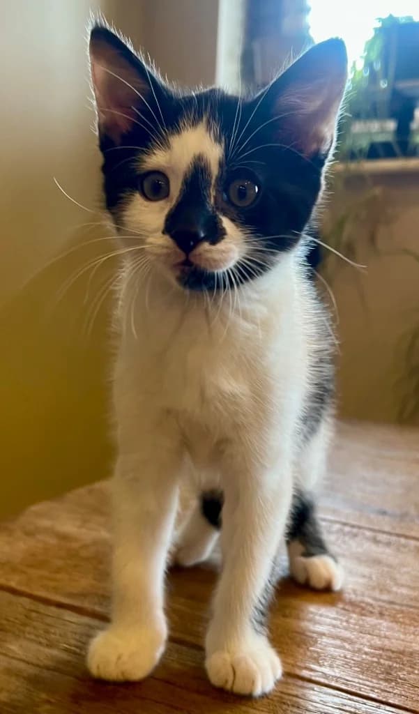 Lark, male puppy mixed breed for adoption at Yorkshire Cat Rescue
