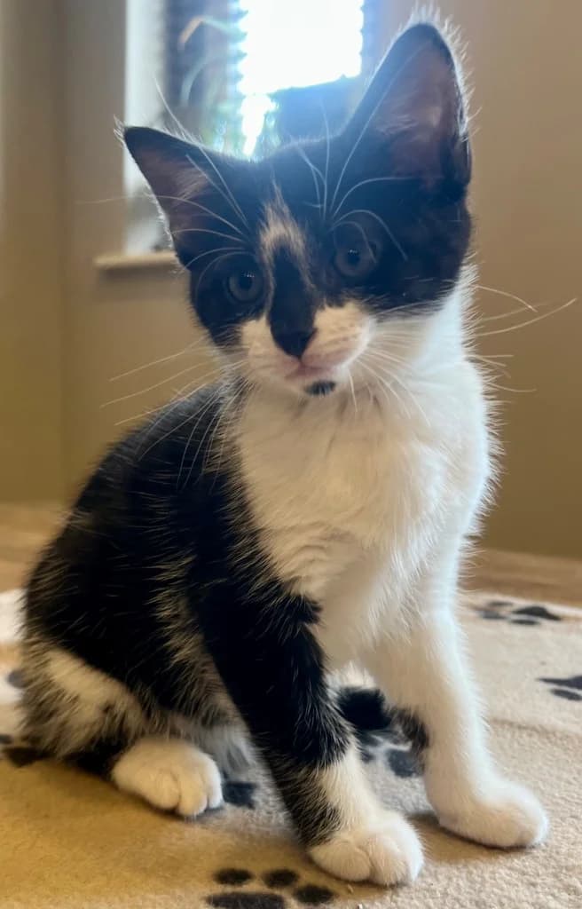 Lapwing, male puppy mixed breed for adoption at Yorkshire Cat Rescue