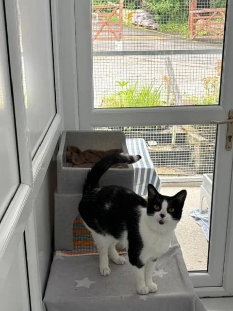 Domino, male young Mixed Breed Cat for adoption at Yorkshire Cat Rescue