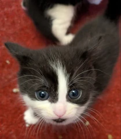 Naboo, female puppy Mixed Breed Cat for adoption at Yorkshire Cat Rescue