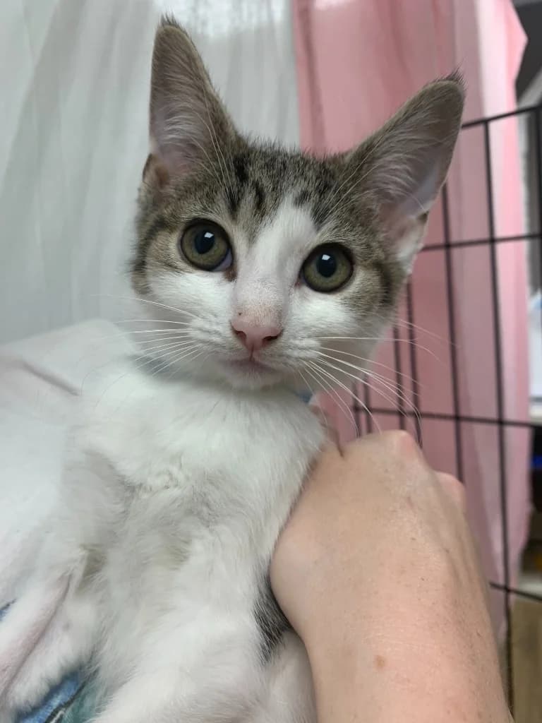 Artoo, Mixed Breed Cat (Yorkshire Cat Rescue)