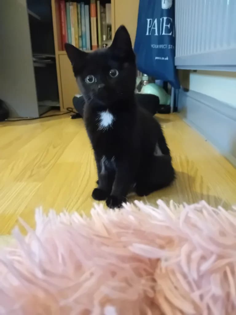 Attey, female puppy Mixed Breed Cat for adoption at Yorkshire Cat Rescue