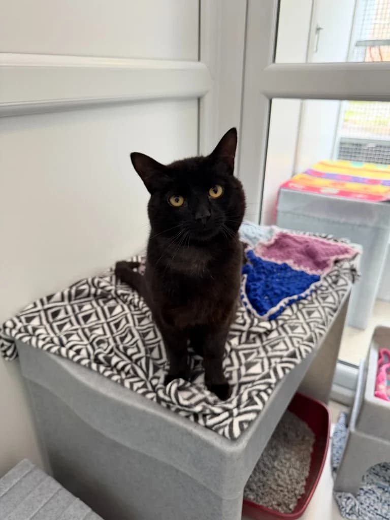 Hopper, male 4yo Mixed Breed Cat for adoption at Yorkshire Cat Rescue