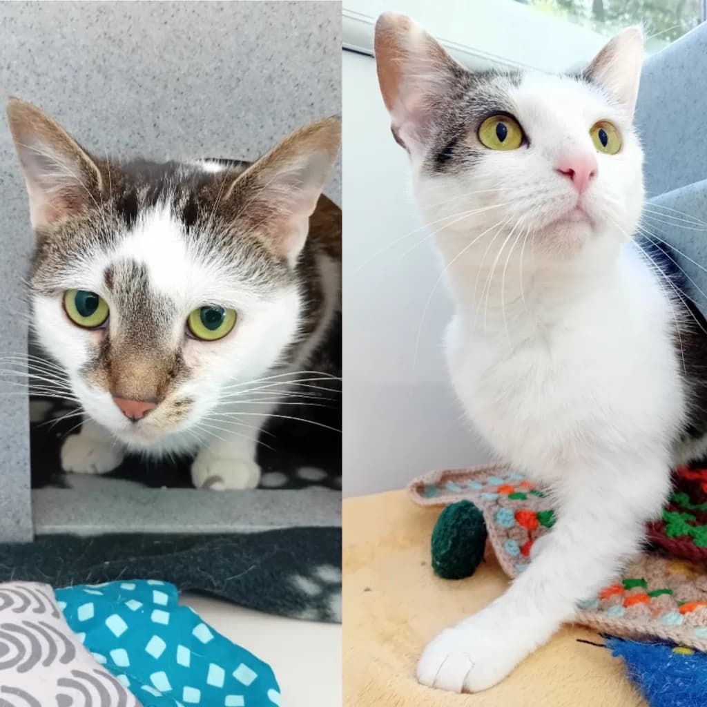 Ralph & Lauren, male 3yo Mixed Breed Cat for adoption at Yorkshire Cat Rescue