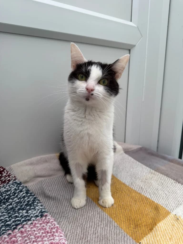 Lissy & Blissy, female young Mixed Breed Cat for adoption at Yorkshire Cat Rescue