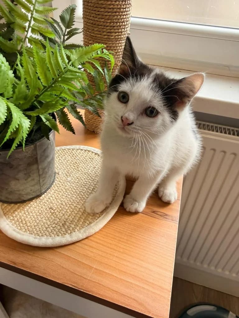 May, Mixed Breed Cat (Yorkshire Cat Rescue)