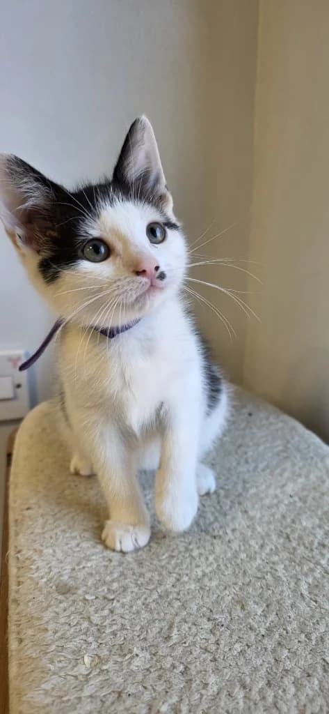 Lottie, female puppy Mixed Breed Cat for adoption at Yorkshire Cat Rescue