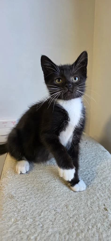 Daisy, female puppy Mixed Breed Cat for adoption at Yorkshire Cat Rescue