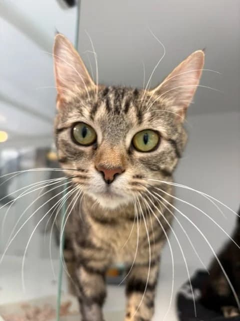 Eliza, female young Mixed Breed Cat for adoption at Yorkshire Cat Rescue