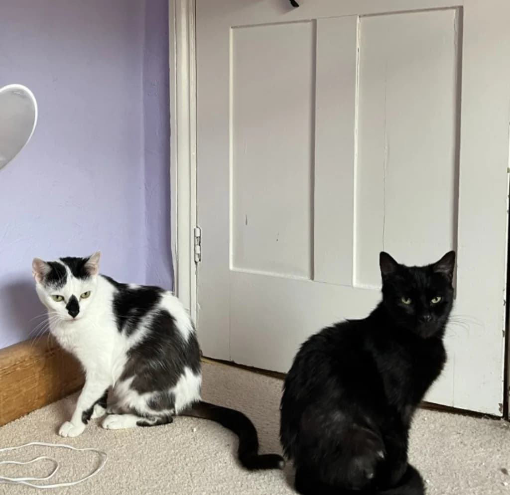 Popeye & Olive Oil, male 5yo Mixed Breed Cat for adoption at Yorkshire Cat Rescue