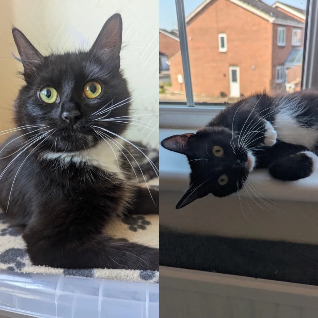 Saffy & Lola, female young mixed breed for adoption at Yorkshire Cat Rescue