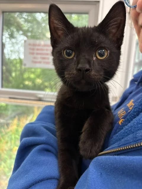 Wasabi, male puppy Mixed Breed Cat for adoption at Yorkshire Cat Rescue