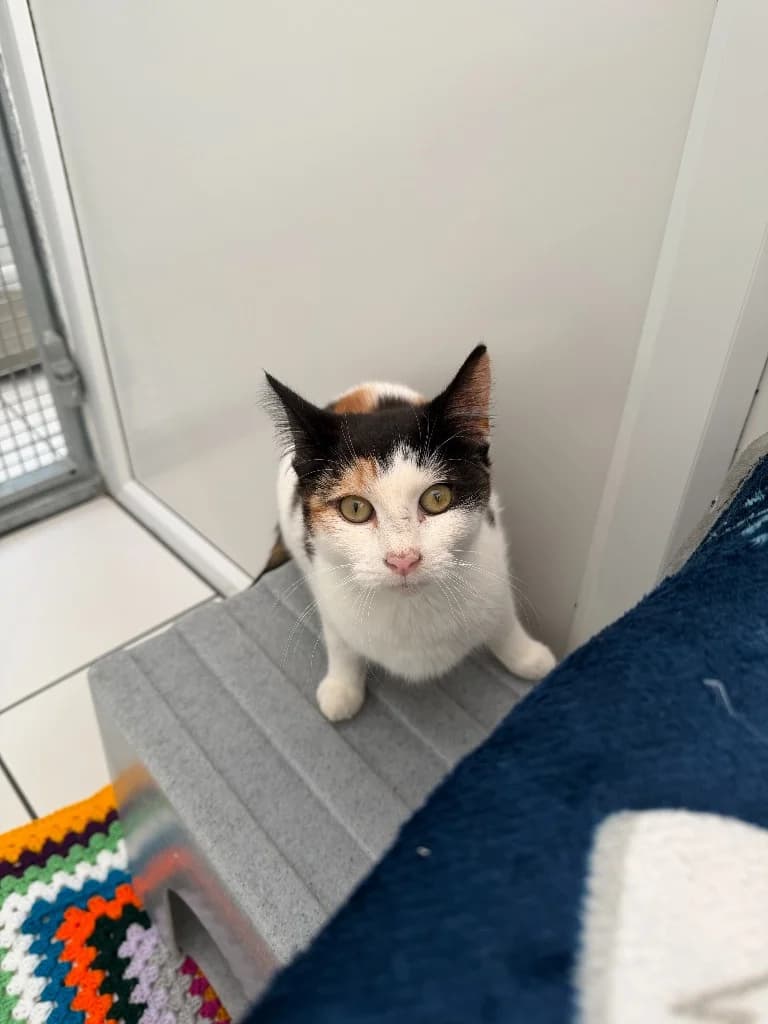Petunia, Mixed Breed Cat (Yorkshire Cat Rescue)