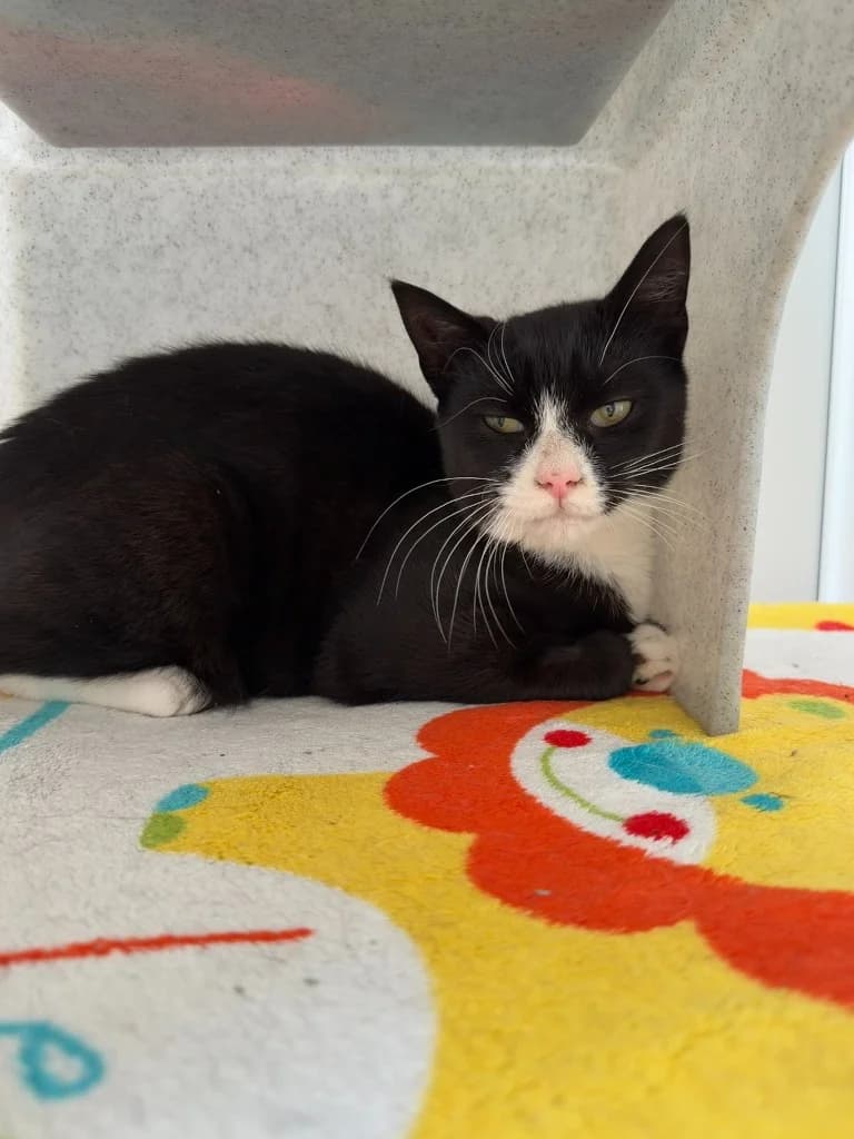 Freud, Mixed Breed Cat (Yorkshire Cat Rescue)