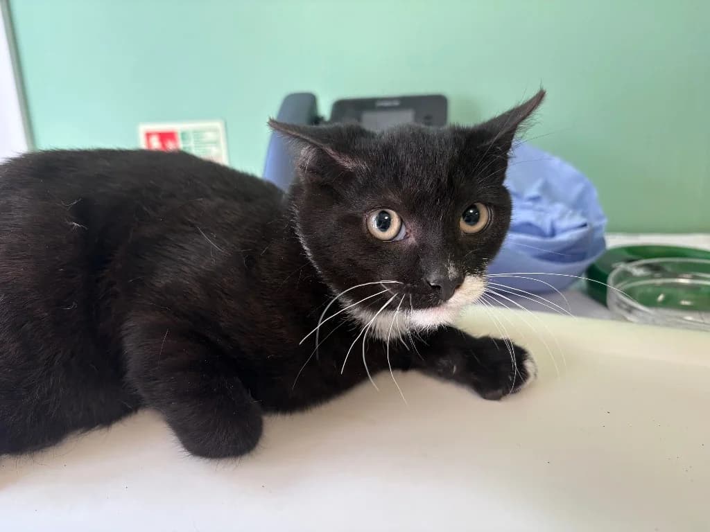 Leo, Mixed Breed Cat (Yorkshire Cat Rescue)