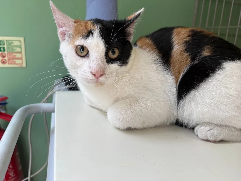 Layla, Mixed Breed Cat (Yorkshire Cat Rescue)