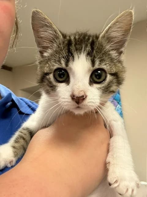 Roo, Mixed Breed Cat (Yorkshire Cat Rescue)